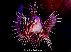 Broad barred Lionfish / firefish (latin: pterois antennat... by Mike Dickson 
